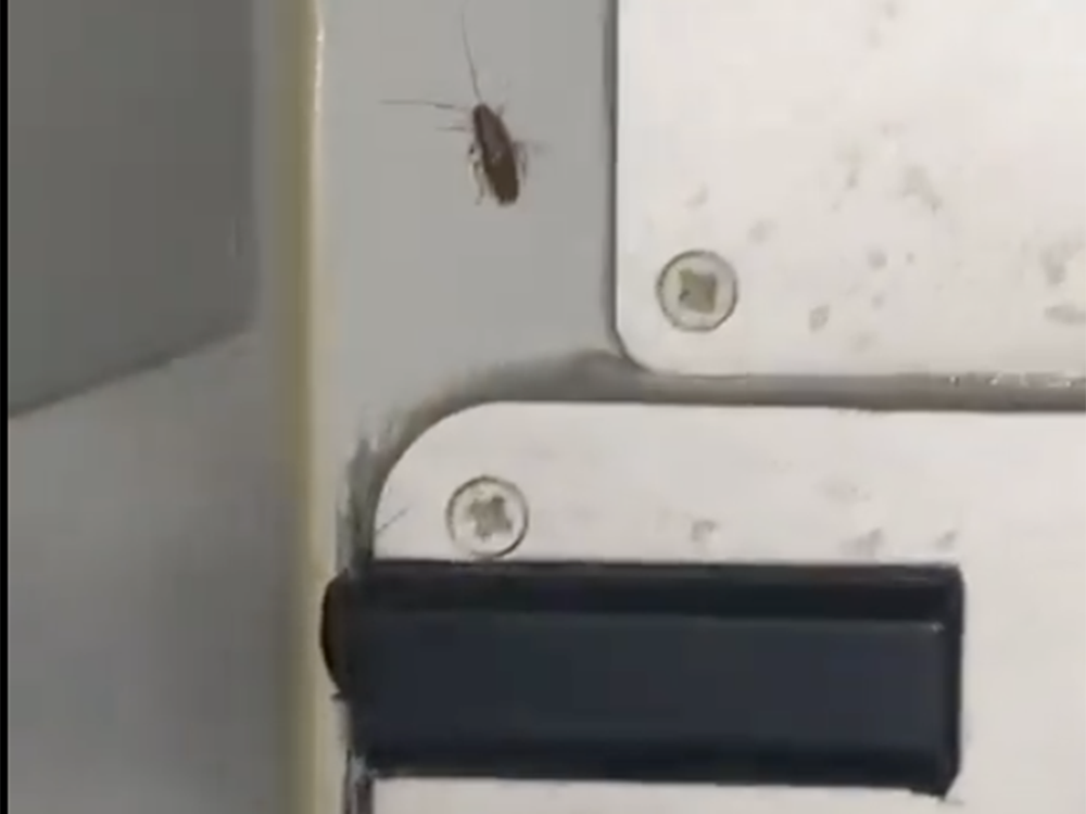 Doctors find live cockroach in Indian man’s small intestine