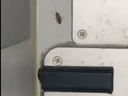 Doctors find live cockroach in Indian man’s small intestine Doctors find live cockroach in Indian man’s small intestine