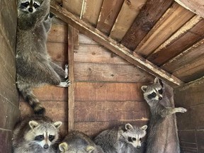 Raccoons are shown at Mally's Third Chance Raccoon Rescue and Rehabilitation facility