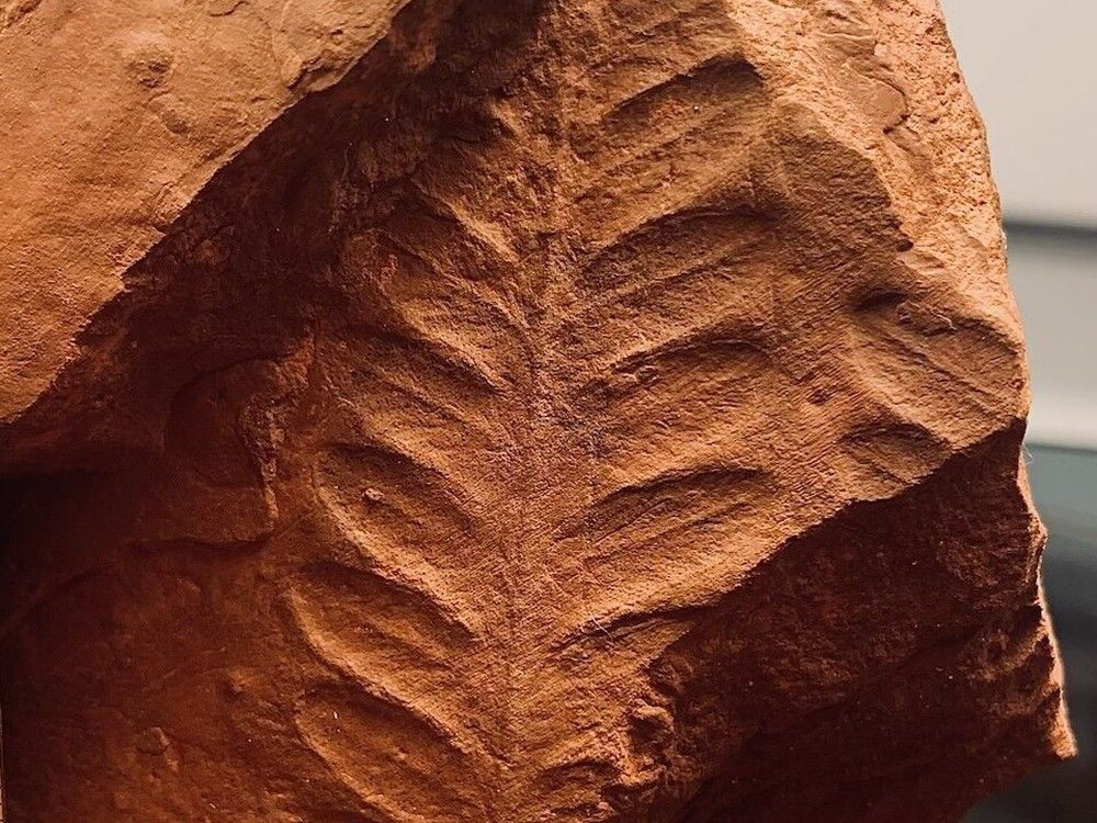 Fossils from Permian era exposed in P.E.I. after Fiona storm National