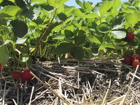 A new study suggests a small insect encroaching on Quebec's strawberry fields could help forecast some major impacts of climate change on agriculture. A field of ripe strawberries is shown in Essex, Vt. in a July, 2019 file photo.