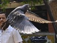 Pigeon in flight