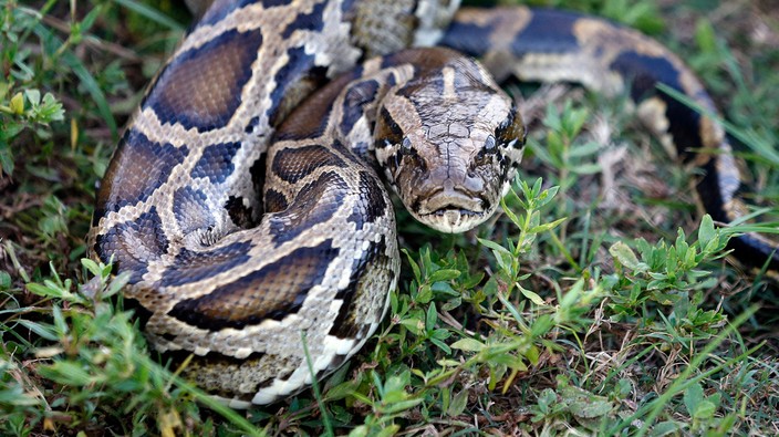Snakes on a plate? Scientists recommend python as a food source