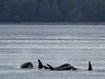 A group of Bigg's killer whales swims together