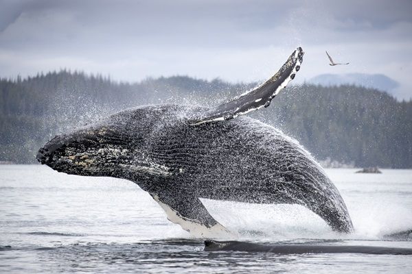 Planet Earth III spotlights whales near Vancouver Island | National Post