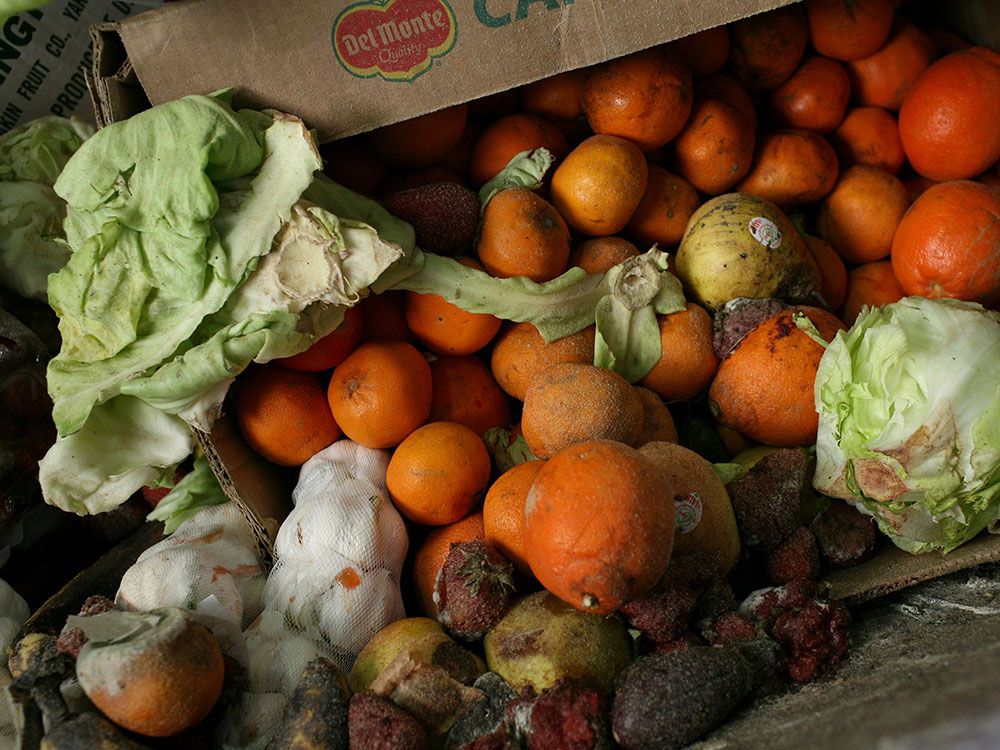 NextImg:Households waste at least one billion meals a day while millions face food insecurity