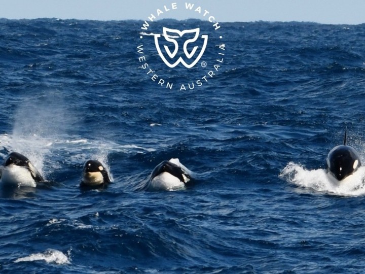  A pod of orcas is seen approaching the sperm whales.