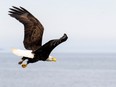 Bald eagle in flight