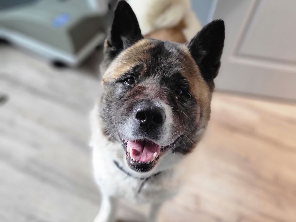 NextImg:Dog named 'Hero' kept stuck owner warm and safe from coyotes for 2 days: police