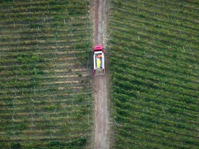 A fire truck is driven through a vineyard while battling a wildfire in Peachland, B.C., on Monday Sept. 10, 2012. Consumers can expect a smaller selection of local vintages hit retail shelves as British Columbia's wine industry grapples with the fallout of two years' worth of significant crop losses from cold snaps that followed severe wildfires.