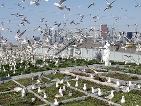 Seagulls on the roof of Leslie Barns