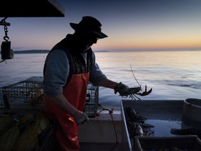 FILE - Max Oliver moves a lobster to the banding table aboard his boat while fishing off Spruce Head, Maine, on Aug. 31, 2021. America's lobster fishing business dipped in catch while grappling with challenges including a changing ocean environment and new rules designed to protect rare whales.