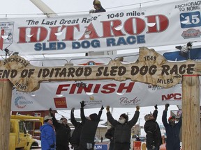 FILE - Volunteers help raise the Iditarod finishers banner at the burled arch finish line in Nome, Alaska, March 16, 2015. Two dogs from separate teams have died while competing in the 2024 Iditarod, and the first deaths during the race across Alaska since 2019 has prompted the call to end the race from an animal rights group.