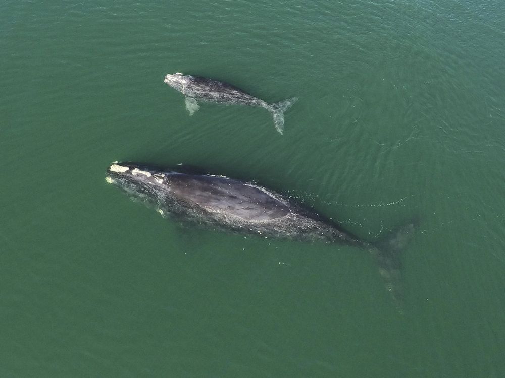 NextImg:Endangered North Atlantic right whales lose three of 19 calves this season