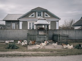 Chickens near a well in Makiv