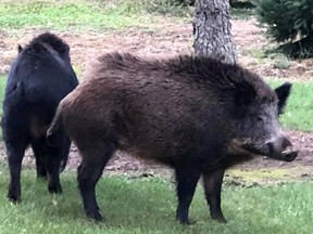 Two wild pigs that were spotted in Ontario.