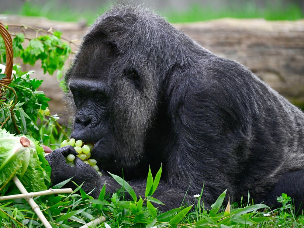 NextImg:Fatou the gorilla, thought to be world's oldest, turns 67 in Berlin