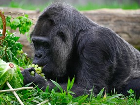 Fatou the gorilla