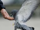 FILE: A pigeon is fed by hand in a square February 28, 2006 in Xian, Shaanxi Province, China. 