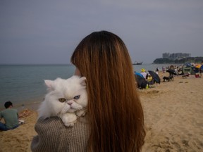 korean cat