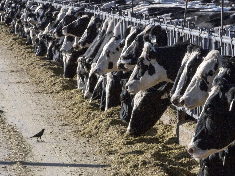 NextImg:The bird flu virus has been found in milk. What's the risk to humans?