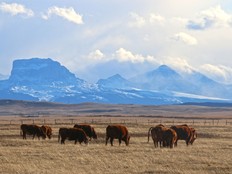 Cattle, grassland and mountains in the distance.