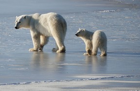 See polar bears with Gold Star Canadian Tours