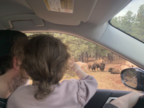 Viewing bison from our rental car at Bearizona.