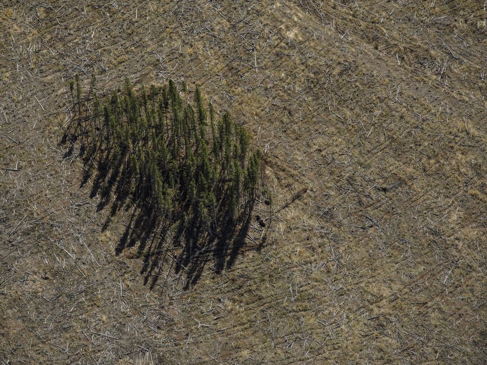 NextImg:Federal review must include Canada's underreported forestry emissions: Enviro groups