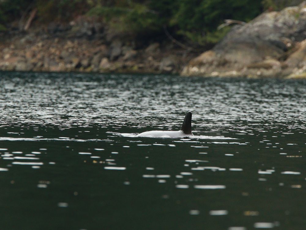 NextImg:Stranded orca calf remains in B.C. lagoon, breaching at regular intervals
