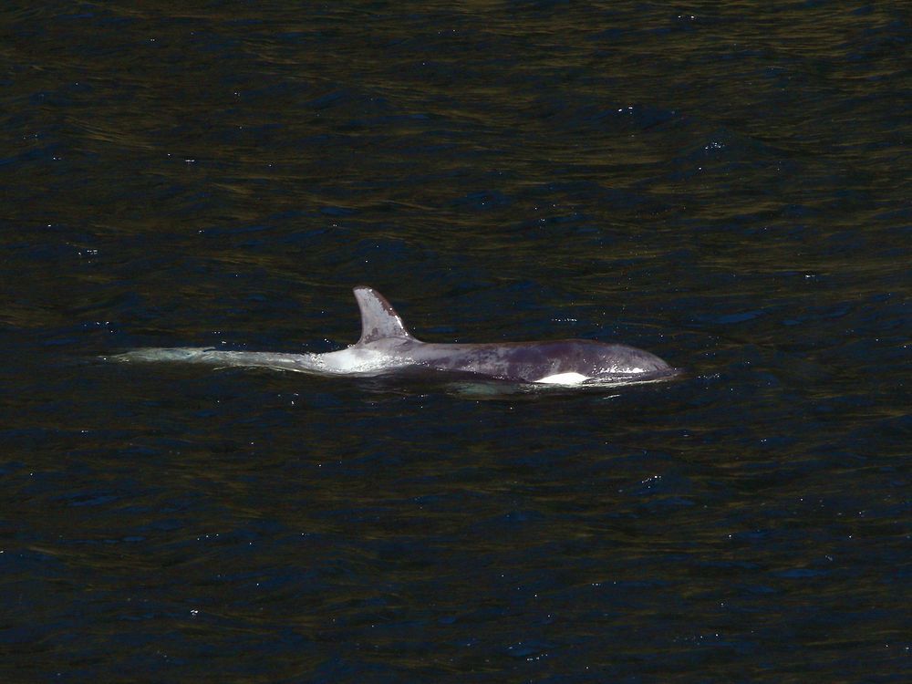 NextImg:In the news today: New attempt to save stranded orca