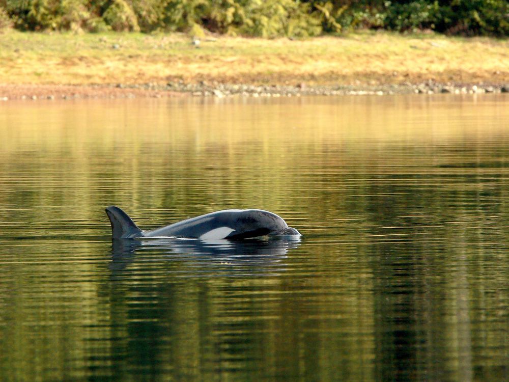 NextImg:Stranded B.C. calf's calls 'make you almost weep,' says Ehattesaht First Nation