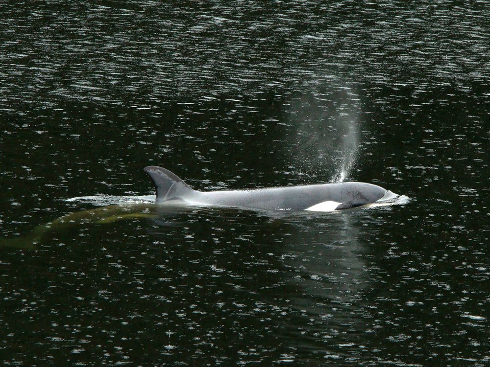 NextImg:Orphaned B.C. orca: Rescue team prepares landing site for complex rescue