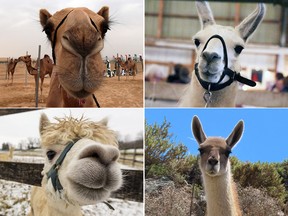 A camel, llama, guanaco and alpaca.