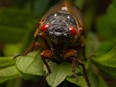 A cicada sits on a leaf looking forward