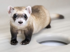 This photo provided by Revive & Restore shows a cloned black-footed ferret named Noreen, Feb. 19, 2024, at the National Black-Footed Ferret Conservation Center in Carr, Colo. Two more black-footed ferrets, Noreen and Antonia, have been cloned from the genes used for the first endangered species clone in the U.S., bringing to three the number of slinky predators genetically identical to a single animal that was frozen back in the 1980s, the U.S. Fish and Wildlife Service announced Wednesday, April 17.