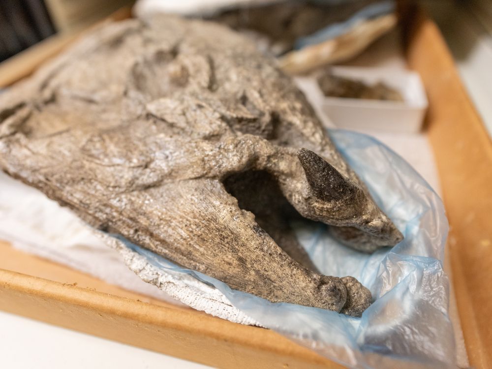 NextImg:Giant prehistoric salmon had tusk-like teeth for defence, building nests: study