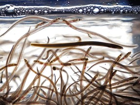 A Nova Scotia commercial licence holder says there are initial signs that enforcement against the illegal fishing of baby eels has improved this season. Baby eels, also known as elvers, swim in a tank after being caught in the Penobscot River, Saturday, May 15, 2021, in Brewer, Maine.