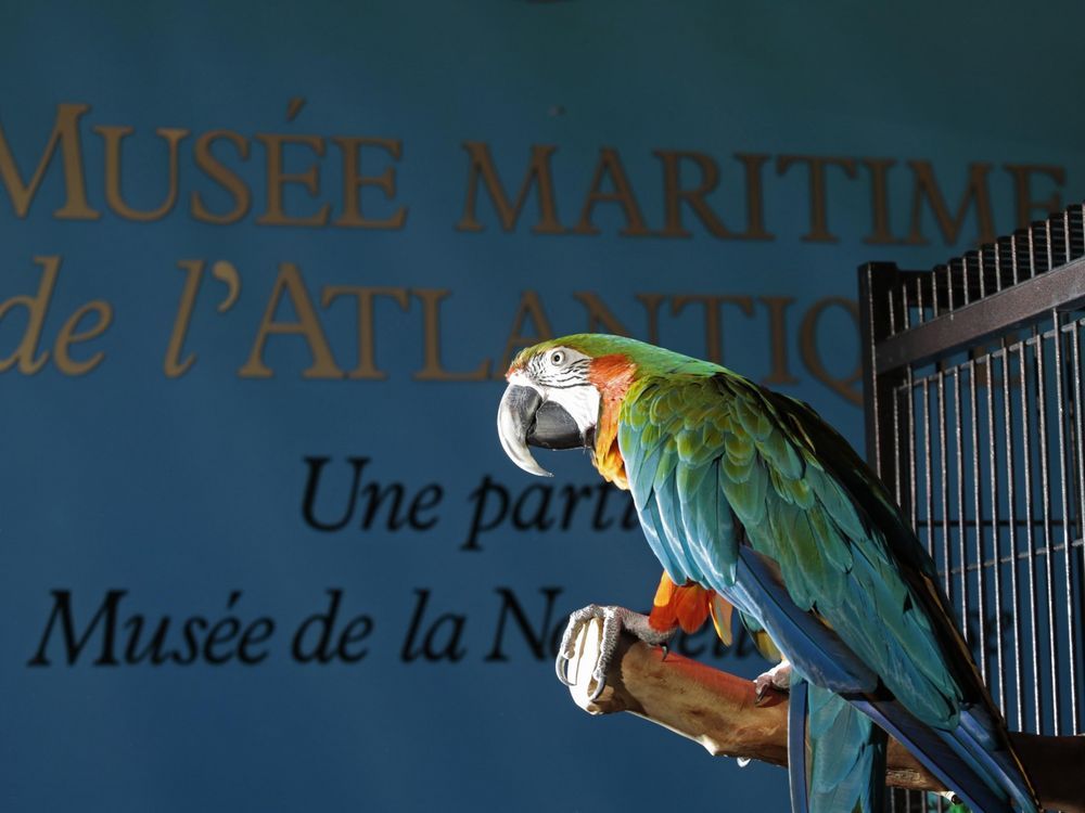 NextImg:Depressed since pandemic, parrot at Halifax museum being shipped to Ontario