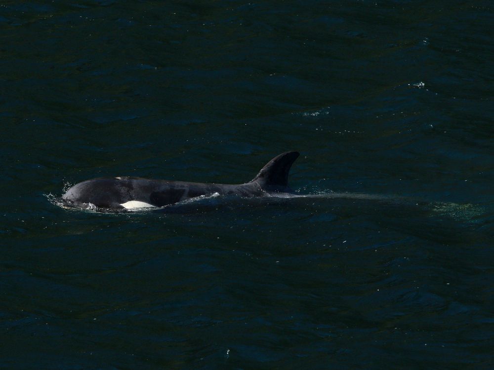 NextImg:Killer whale calf trapped in B.C. swims out of lagoon on her own