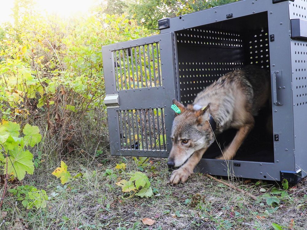 NextImg:Remote Lake Superior island wolf numbers are stable but moose population declining, researchers say