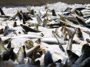 FILE - This Aug. 22, 2007, file photo shows freshly caught sardines awaiting sorting at West Bay Marketing in Astoria, Ore. A judge says a plan by federal agencies to rebuild the sardine population in the Pacific was not properly implemented and failed to prevent overfishing.