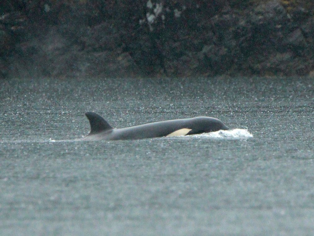 NextImg:Plan made to rescue stranded orca calf with helicopter airlift out of B.C. lagoon