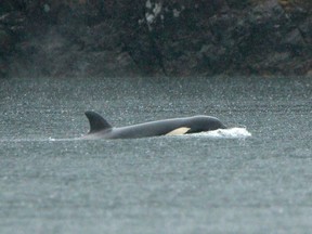 A young orca swimming.
