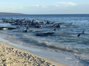 A pod of stranded pilot whales