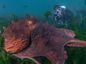 giant octopus