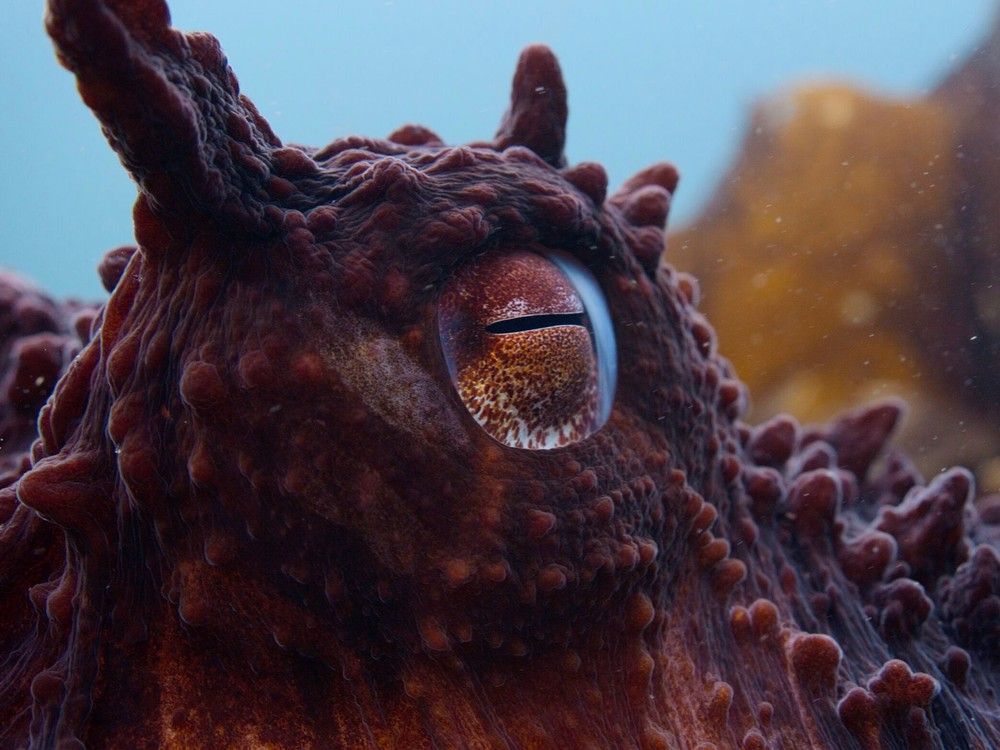 Vancouver Islanders get up close and personal with octopus for
National Geographic series