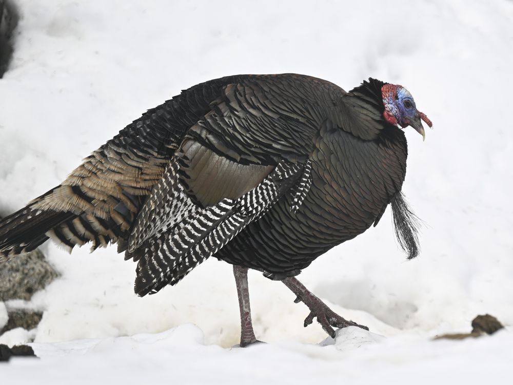 NextImg:Wild turkey breaks into Quebec long-term care home by smashing through window, no injuries reported