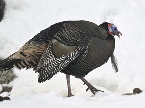 A Quebec regional health authority says no residents were impacted after a wild turkey broke in to a long-term care centre south of Quebec City over the weekend. A wild turkey is shown at the Falardeau Zoo and refuge in Saint-David-de-Falardeau, Que., on Friday, April 7, 2023.