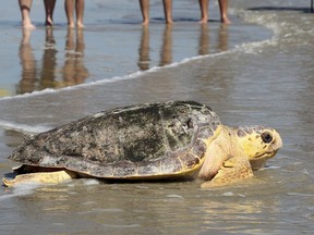 FILE - A 102-pound, female loggerhead sea turtle that was caught off the Galveston Fishing Pier earlier in the summer makes her way into the Gulf of Mexico after being rehabilitated at the National Oceanic and Atmospheric Administration's sea turtle facility in Galveston, Texas, Sept. 16, 2015. The Mexican government has largely abandoned protection and enforcement measures for the endangered loggerhead sea turtles, leading to a spike in the number of turtles being caught up and killed in fishing nets, according to a report released on April 22, 2024, by the Commission for Environmental Cooperation, which functions as part of the U.S.-Mexico Canada Free trade agreement.